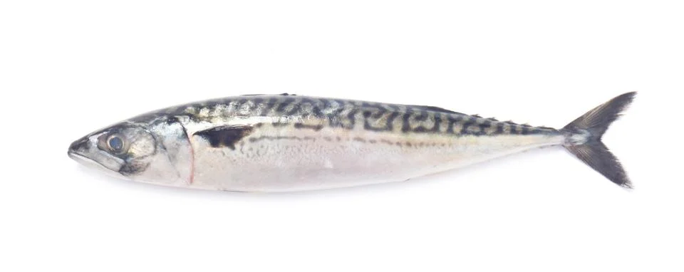 Mackerel Stock Photos