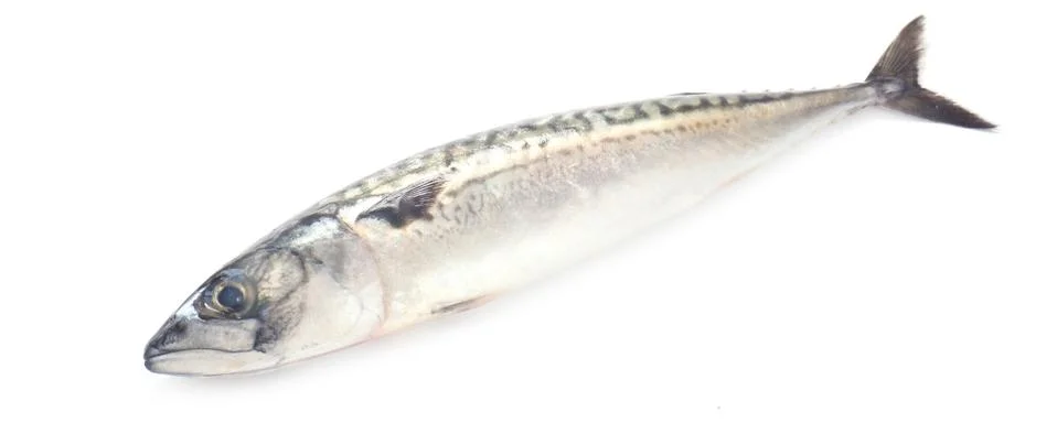 Mackerel Stock Photos
