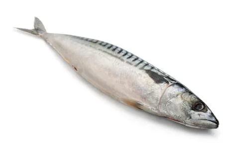 Mackerel Stock Photos