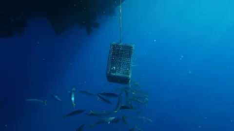 Mackerel Scad fish swimming besides proof cage inside blue ocean Stock Footage 115869888