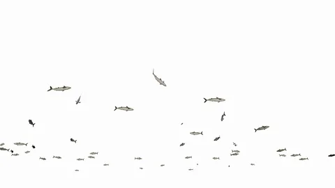 Mackerel school of fish, against white 스톡 동영상 129359754