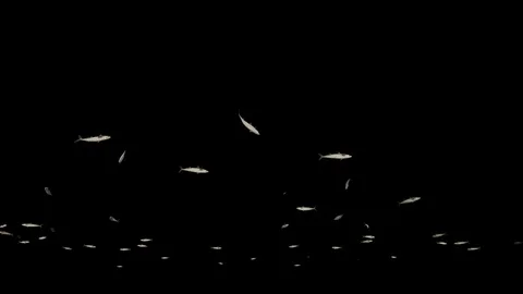 Mackerel school of fish, Alpha channel Video stock 124148155