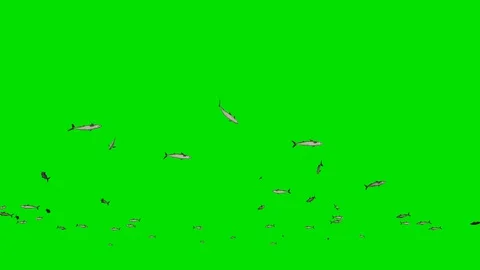 Mackerel school of fish, Green Screen Chromakey Stock Footage 127745947