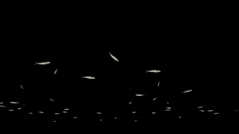 Mackerel school of fish, Luma Matte attached 스톡 동영상 128865732