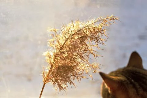 Mackerel tabby cat cat looking at dry fluffy reed twig, pampas grass Stock Photos