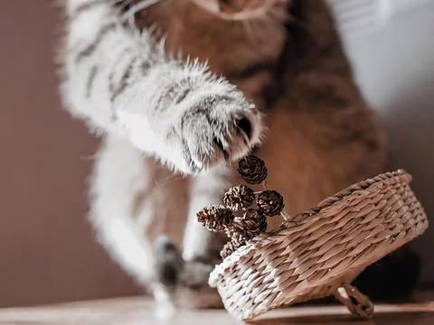 Mackerel tabby cat in defocus playing with alder cones in straw basket beige Stock Photos