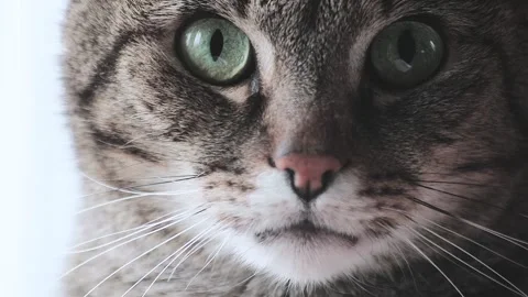 Mackerel tabby cat Stock Footage 167560844