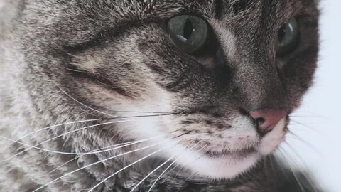 Mackerel tabby cat Stock Footage 167560846