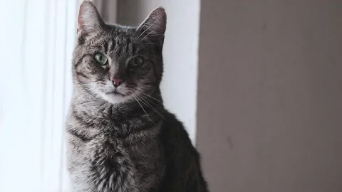 Mackerel tabby cat Stock Footage 167560847