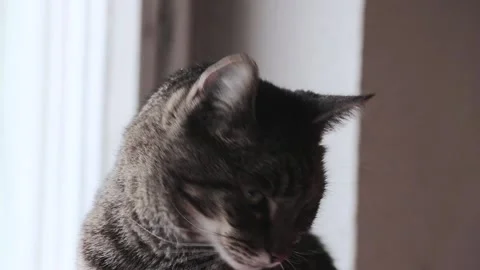 Mackerel tabby cat Stock Footage 167560850