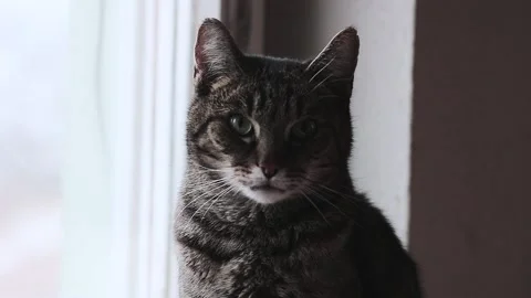 Mackerel tabby cat Stock Footage 167560851