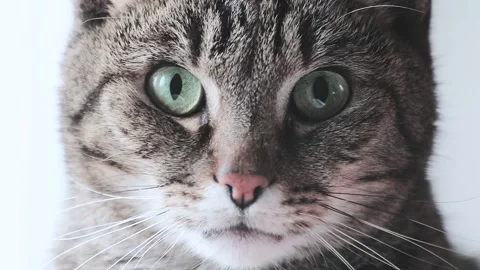 Mackerel tabby cat Stock Footage 167560891