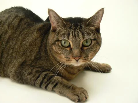 Mackerel Tabby Cat Foto stock