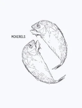 Mackerel, vector sketch illustration Stock Illustration