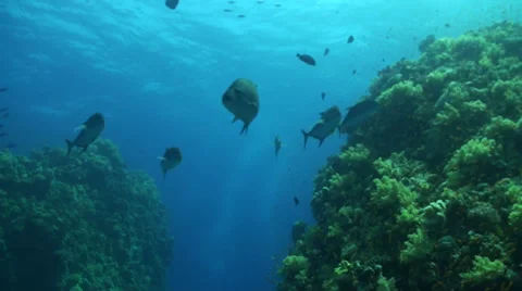 Mackerells between two coral blocks Vídeo Stock 33531393