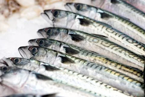 Mackerels fish in close up view Foto stock