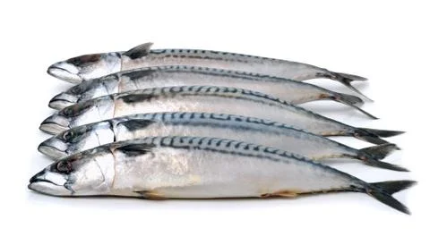 Mackerels isolated on white Stock Photos