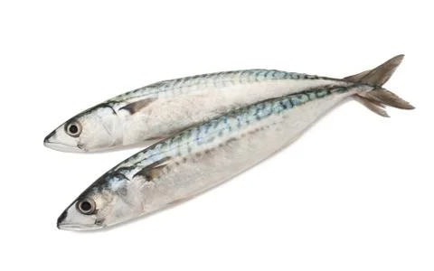 Mackerels Stock Photos