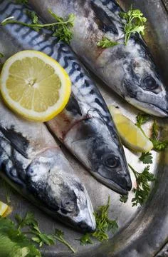 Mackerels on silver plate Stock-Fotos