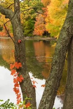 Macone Pond, Concord, MA 写真素材