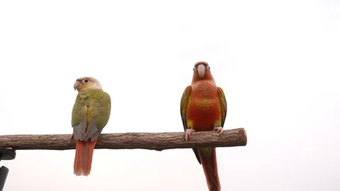 Macore Bird Hold on Branch. 스톡 동영상 107778668