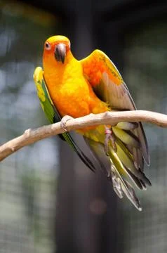 Macow parrots Foto stock