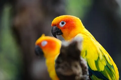 Macow parrots Foto stock