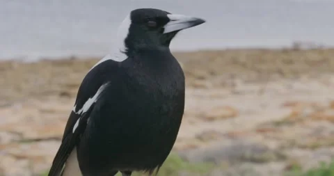 Macpie Looking Around Stock Footage 317597781