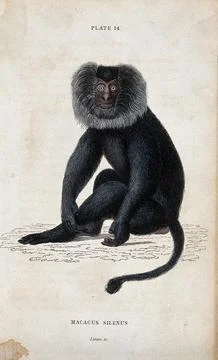 A macque monkey of the genus macacus silenus sitting on the ground. Coloure.. Stock Illustration