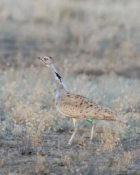 MacQueen's bustard a winter migrant to Greater Rann of Kutch in Gujarat, Indi Stock Photos