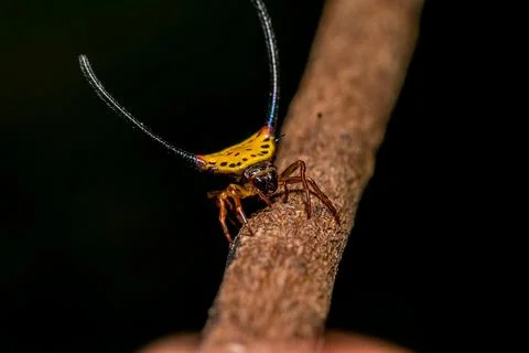 Macracantha arcuata Stock Photos