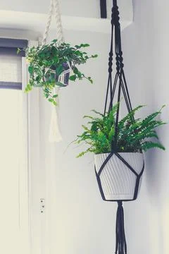 Macrame plant hanger Foto stock
