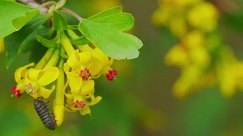 Macrice on a flower Stock Footage 154034052