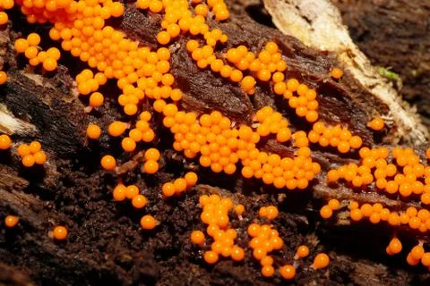 Macro 1 small red-orange Caucasian mushrooms Miksomycete Mycetozoa 写真素材