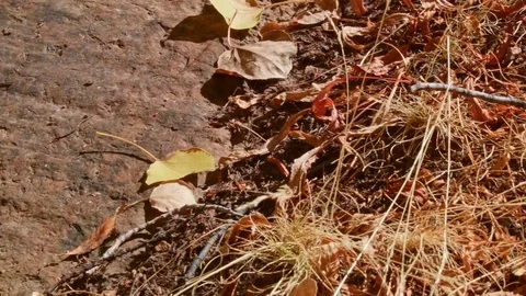 Macro 2 Glacier Scoured Rock Steens Mountain Near Malhuer Wildlife Refuge 2 Stock Footage 81766763