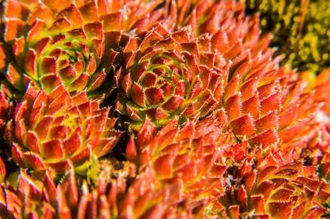 Macro 2 Stock Photos