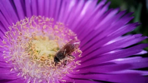 Macro 240fps slow motion of a full body honey bee working on a vibrant purple Vídeo Stock 335319581