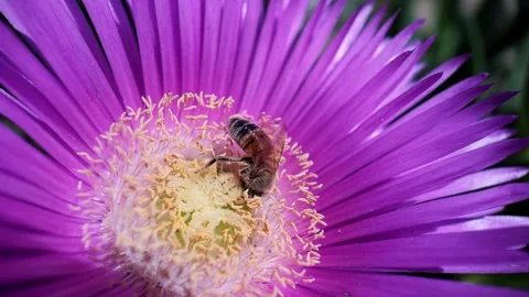 Macro 240fps slow motion of a honey bee deep inside a purple flower collecting Vídeo Stock 335319279