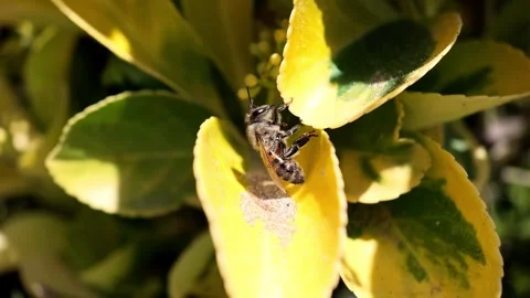 Macro 240fps slow motion of a honey bee in profile struggling to hold its grip Stock Footage 335319307