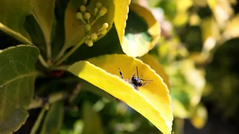 Macro 240fps slow motion of a honey bee falling and flying away from a yellow Vídeo Stock 335351414