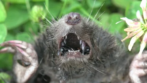 Macro 4k: Dead mole one who throws soil is eaten by Burying beetles Stock Footage