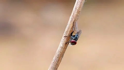 Macro 4K Fly Regurgitating Liquid Drop on Stem for Nature Documentary Stockbeeldmateriaal 346021494