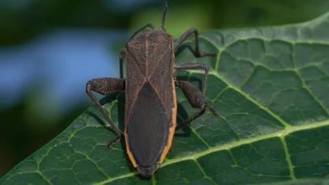 Macro 4K of Giant Coreid Bug Anoplocnemis Phasiana on Green Leaf Stock Footage 333743824