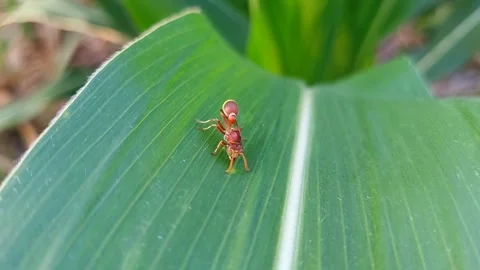 Macro 4K of Paper Wasp Drinking and Processing Fluid on Corn Leaf Vidéo 319341624