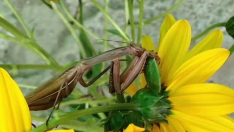 Macro in 4K: praying mantis catching a bug on a flower Stock Footage 280480182