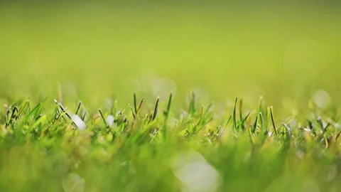 Macro 4K slow-mo of fresh spring grass on a soccer field, moving in the soft Stock Footage 299856186