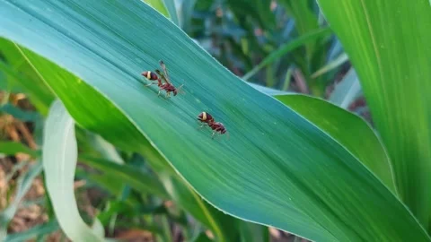 Macro 4K of Two Paper Wasps Active on Green Corn Leaf Video stock 319341572