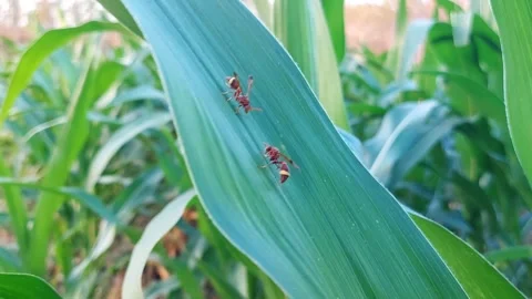 Macro 4K of Two Paper Wasps (Ropalidia) Interacting on Corn Leaf Video stock 319341629