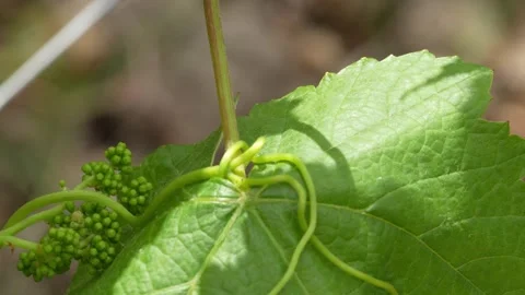 Macro 4K View of Newly Formed Borgoña Grapes Growing on Vine in Peru Video stock 348217366