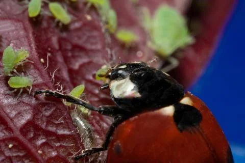 Macro 5x image ladybug destroying eats green aphids close up Stock Photos